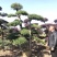 红花继木球