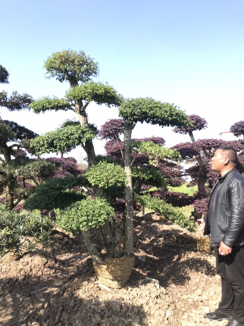 红花继木球