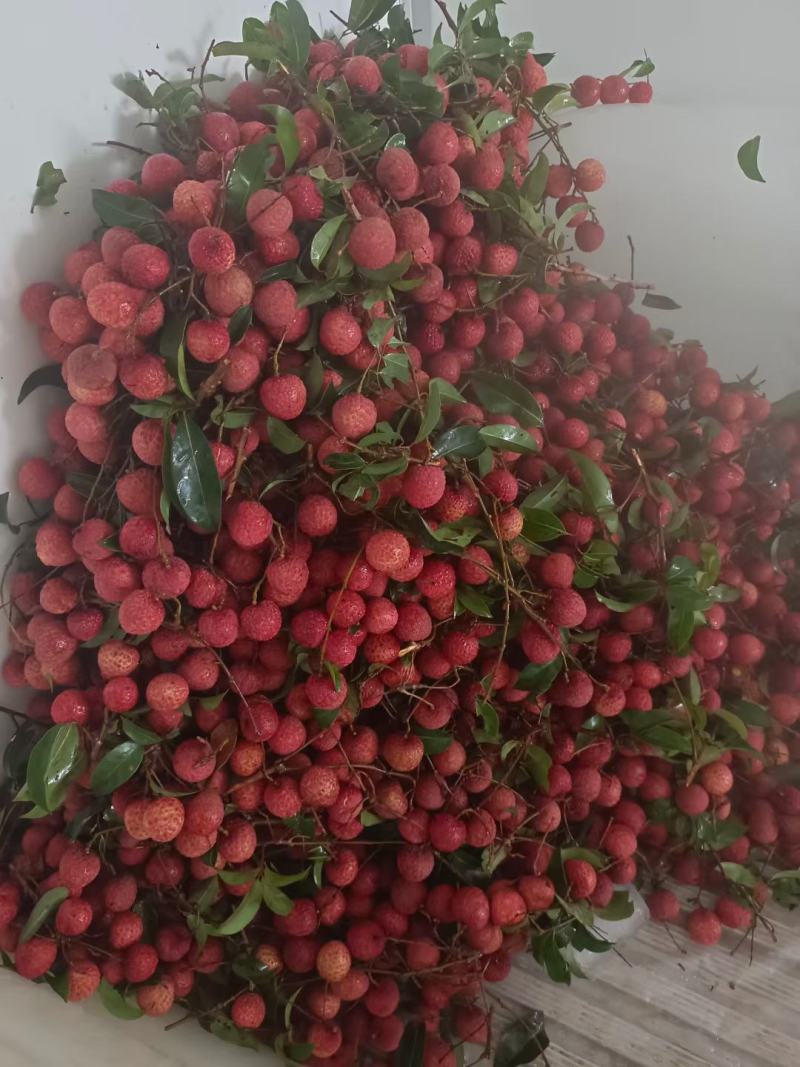 荔枝，产地直发价格超低，供应电商，社区团购，赶大集摆台
