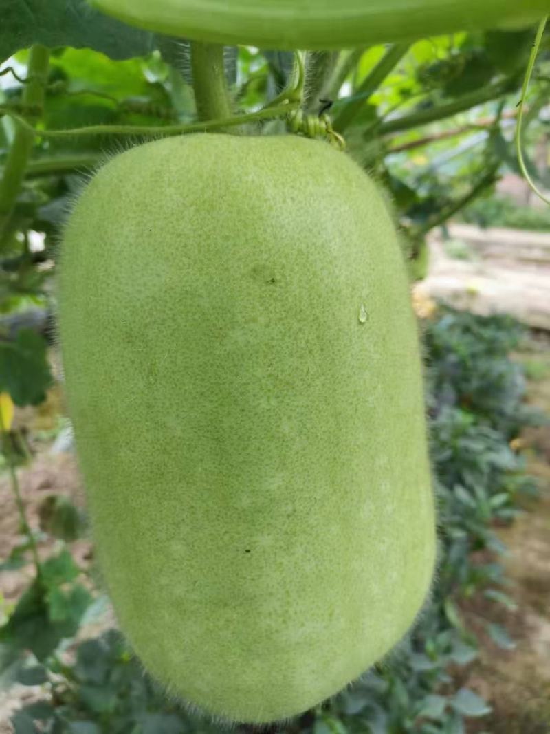 优质米冬瓜(大量有货)