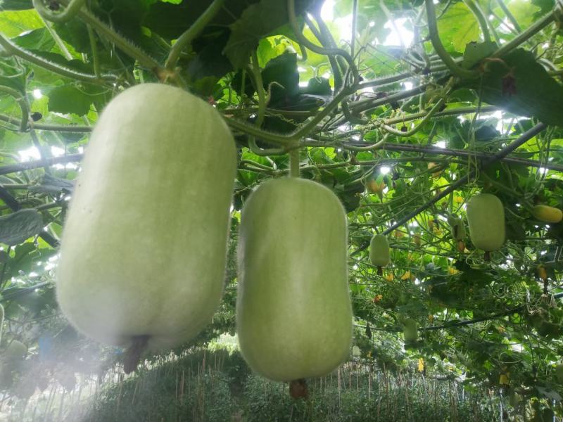 优质米冬瓜(大量有货)