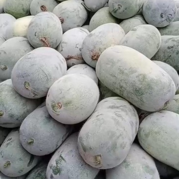 专业供应水果冬瓜，基地直发，保质保量，代办业务