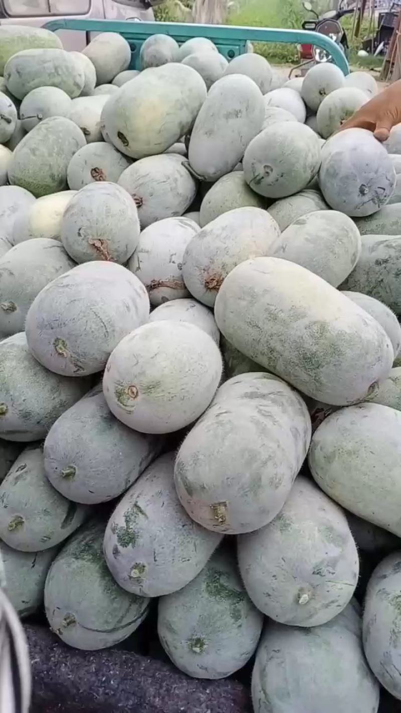 专业供应水果冬瓜，基地直发，保质保量，代办业务