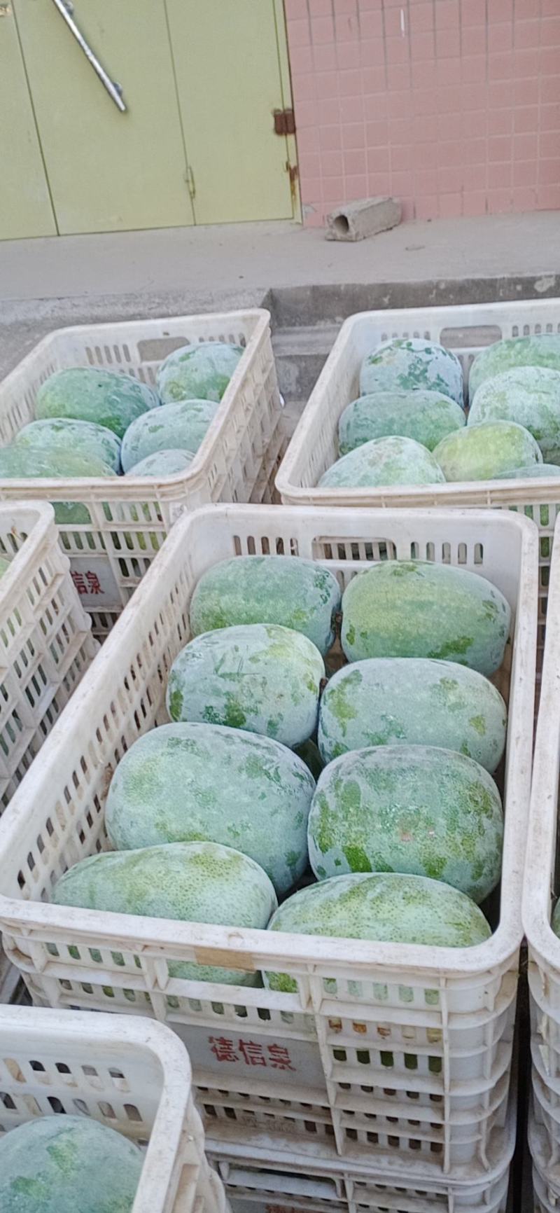 专业供应水果冬瓜，基地直发，保质保量，代办业务