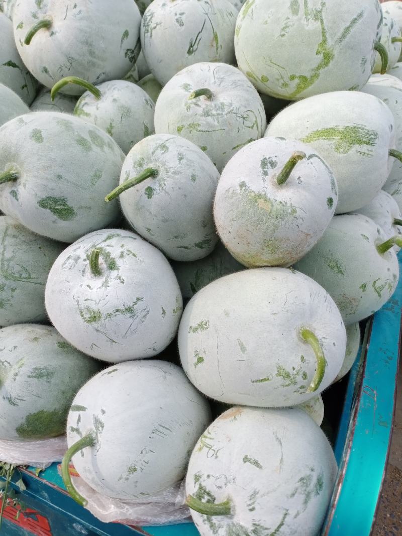 专业供应水果冬瓜，基地直发，保质保量，代办业务