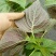 紫苏叶