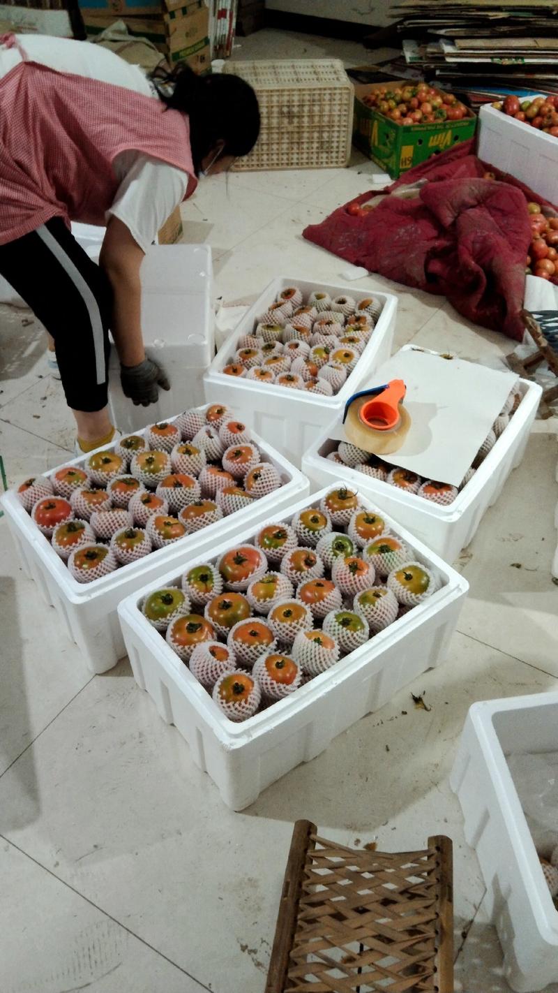 莘县大量现货供应草莓西红柿，货源充足品质保证欢迎采购！