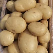 【推荐】陕西希森六号土豆大量上市货源充足支持视频看货