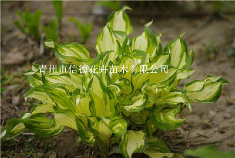 花叶玉簪，规格齐全，一手货源，大量有货，基地直发