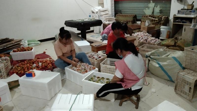 莘县大量现货供应草莓西红柿，货源充足品质保证欢迎采购！