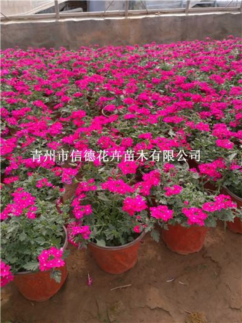 草花美女樱，红蓝粉三色，各种规格齐全，一手货源