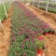 草花美女樱，红蓝粉三色，各种规格齐全，一手货源