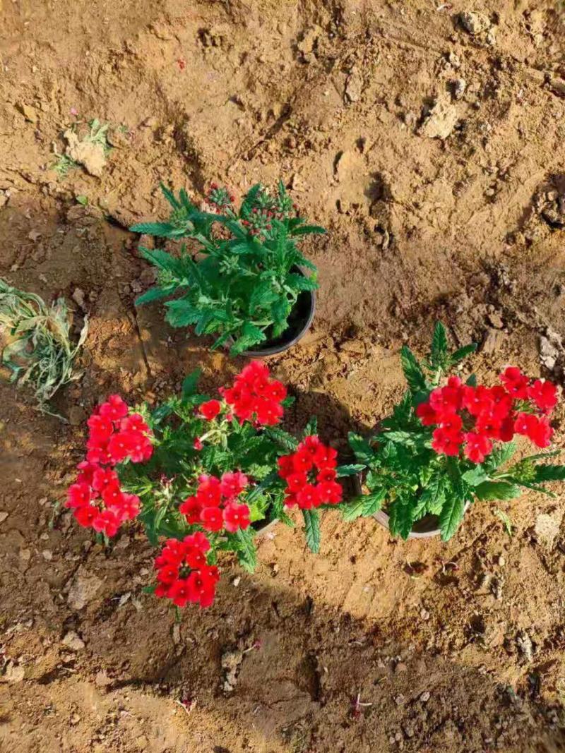 草花美女樱，红蓝粉三色，各种规格齐全，一手货源