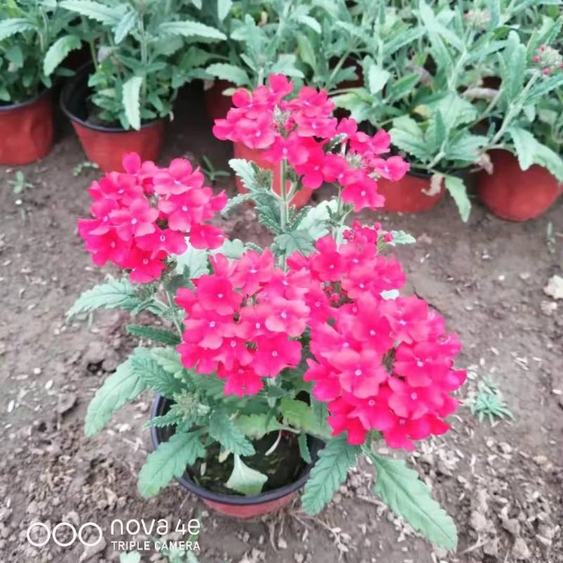 草花美女樱，红蓝粉三色，各种规格齐全，一手货源