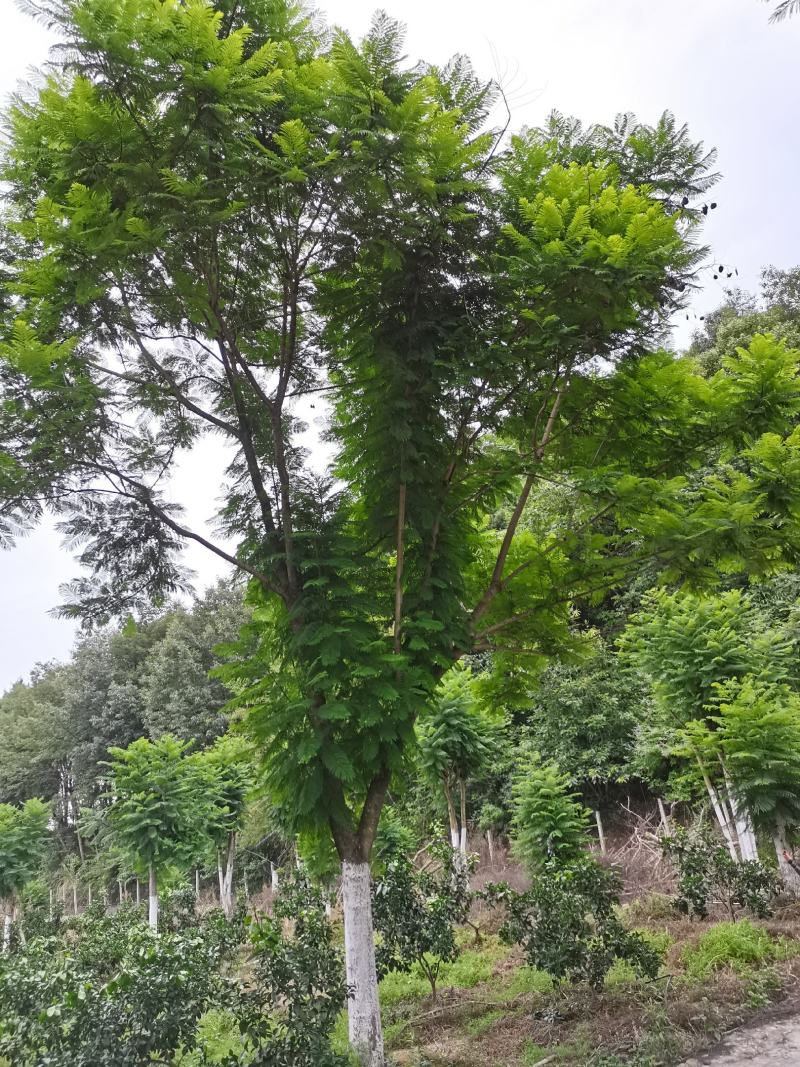蓝花楹高低分枝各种款式15-28有货，欢迎来电