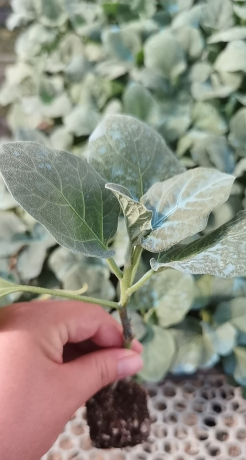 大红袍茄子苗嫁接圆茄种苗紫红圆茄苗直播茄子苗早春种