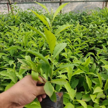 双色茉莉，双色茉莉杯苗，双色茉莉苗圃直销