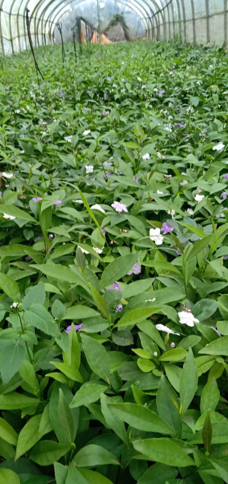 双色茉莉，双色茉莉杯苗，双色茉莉苗圃直销