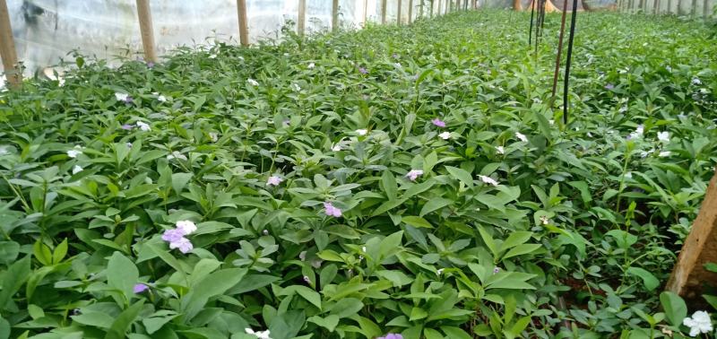 双色茉莉，双色茉莉杯苗，双色茉莉苗圃直销