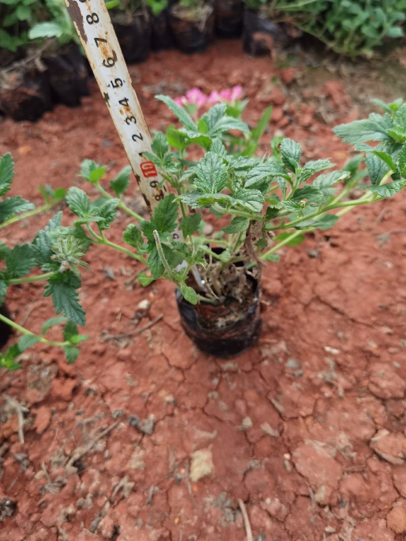 美女樱杯苗，美女樱苗圃直销，红花美女樱，粉花美女樱