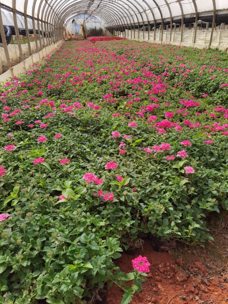 美女樱杯苗，美女樱苗圃直销，红花美女樱，粉花美女樱