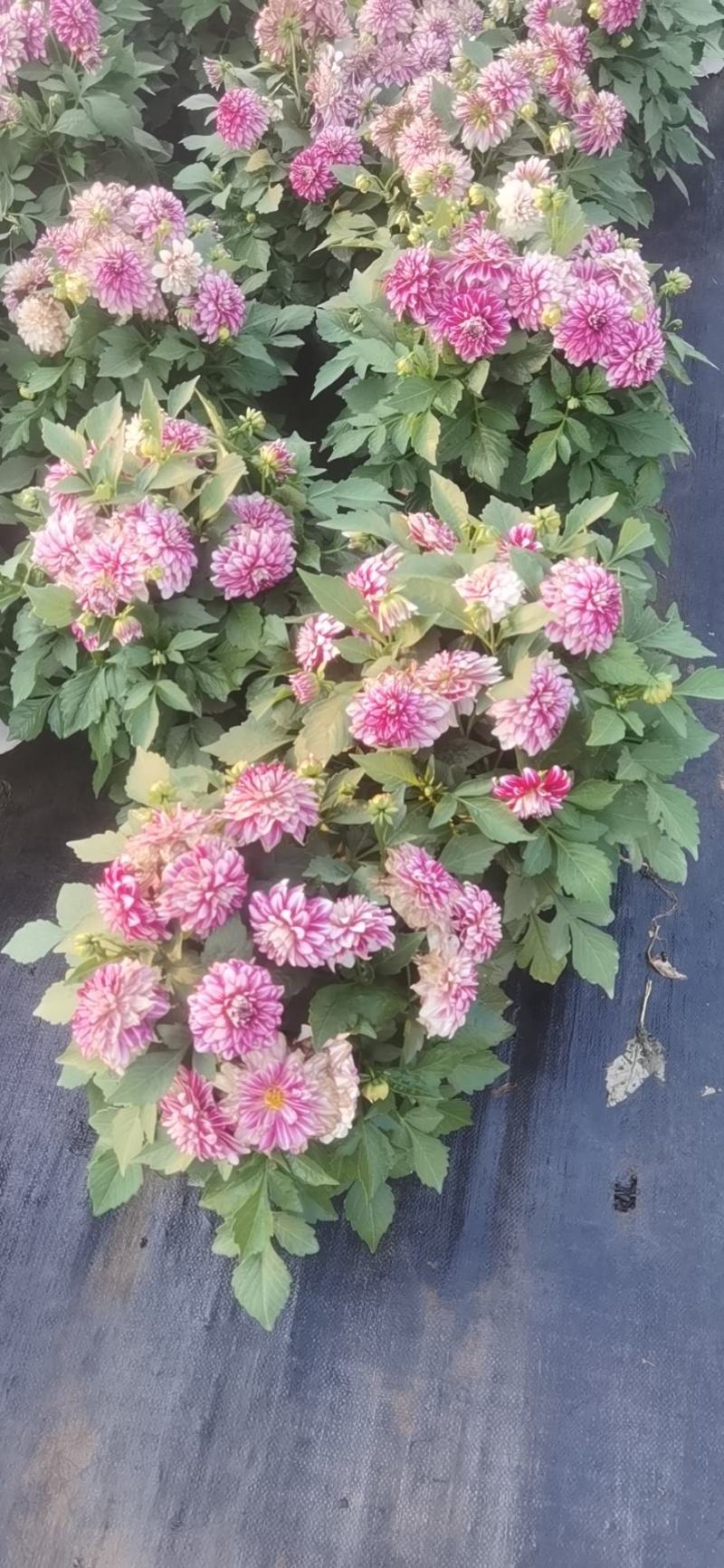 大丽花，大丽花苗圃直销，大丽花盆苗，大丽花
