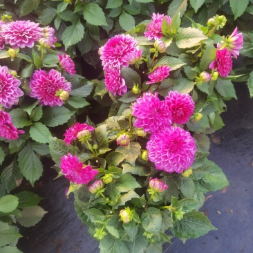 大丽花，大丽花苗圃直销，大丽花盆苗，大丽花