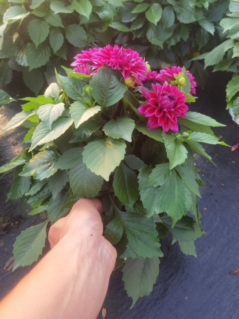 大丽花，大丽花苗圃直销，大丽花盆苗，大丽花