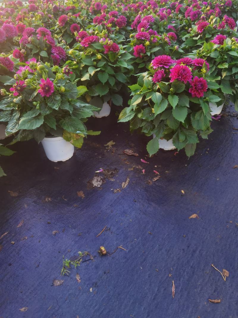 大丽花，大丽花苗圃直销，大丽花盆苗，大丽花
