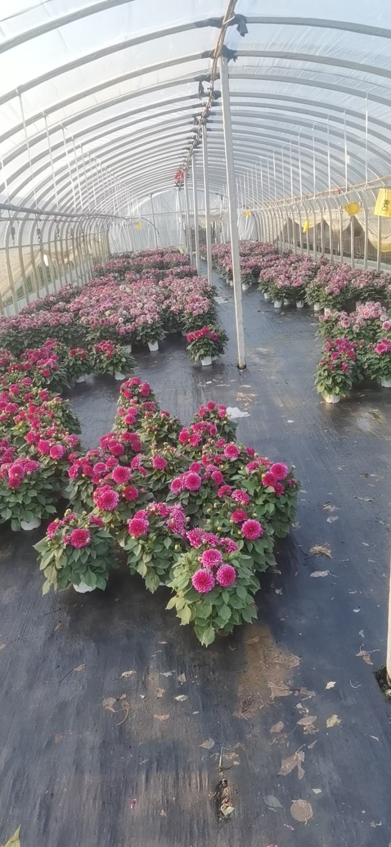 大丽花，大丽花苗圃直销，大丽花盆苗，大丽花