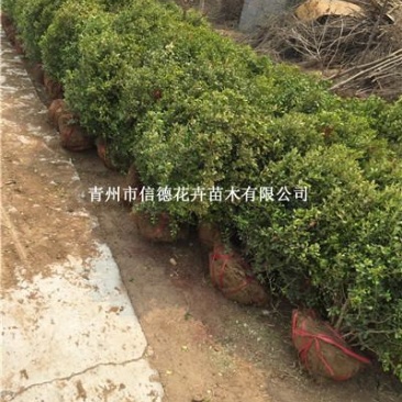 小叶黄杨，瓜子黄杨球，各种规格齐全，一手货源