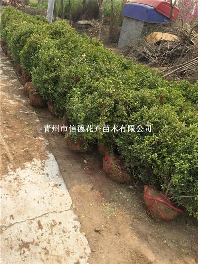 小叶黄杨，瓜子黄杨球，各种规格齐全，一手货源