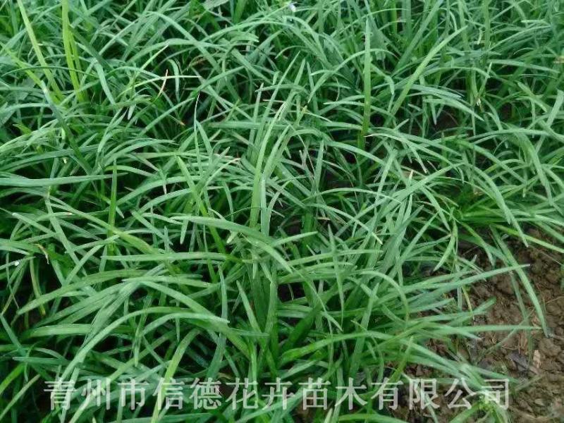 沿阶草，大量有货，基地直发，一手货源，山东青州货源