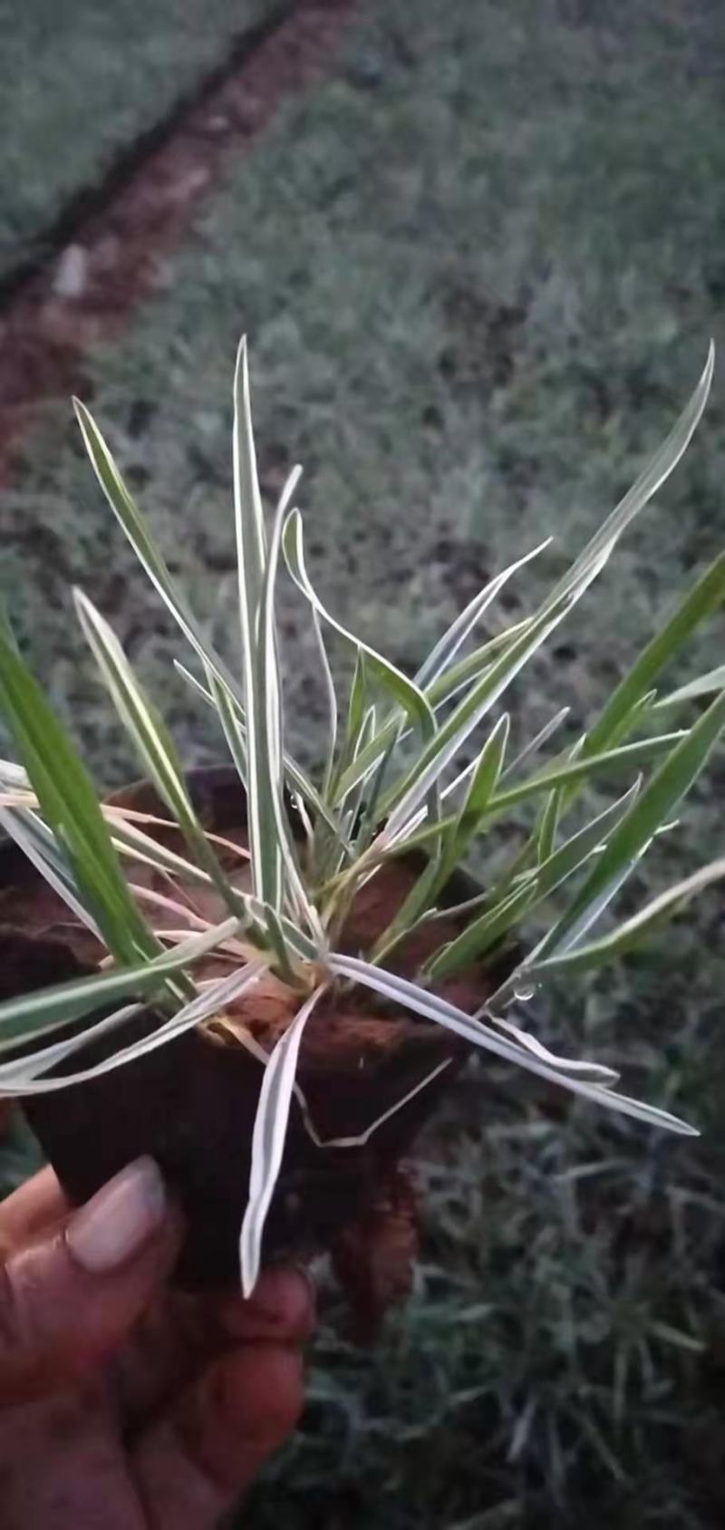 沿阶草，大量有货，基地直发，一手货源，山东青州货源