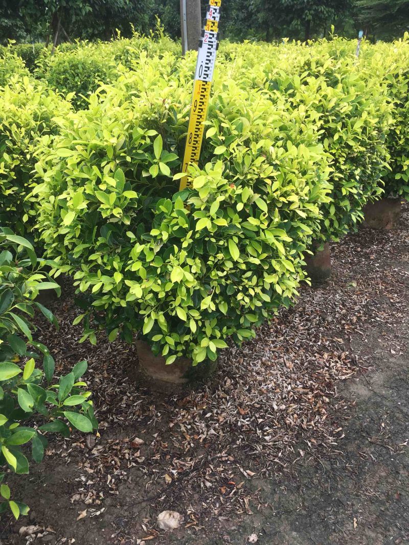 黄榕球形黄金榕25cm-2米高各种规格基地大量现货