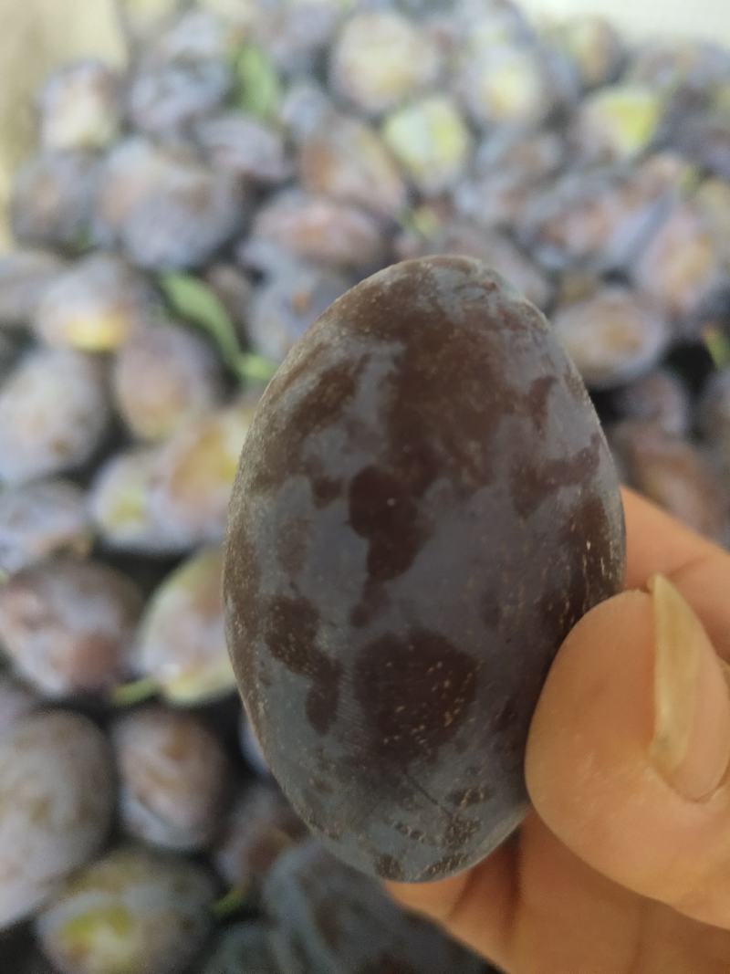 [标题]精品西梅李，个头饱满颜色诱人，想要的老板联系