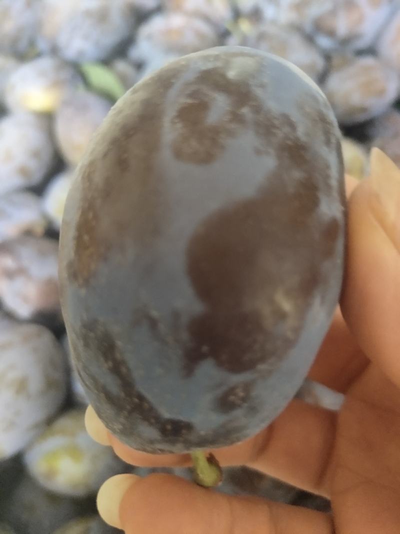 [标题]精品西梅李，个头饱满颜色诱人，想要的老板联系