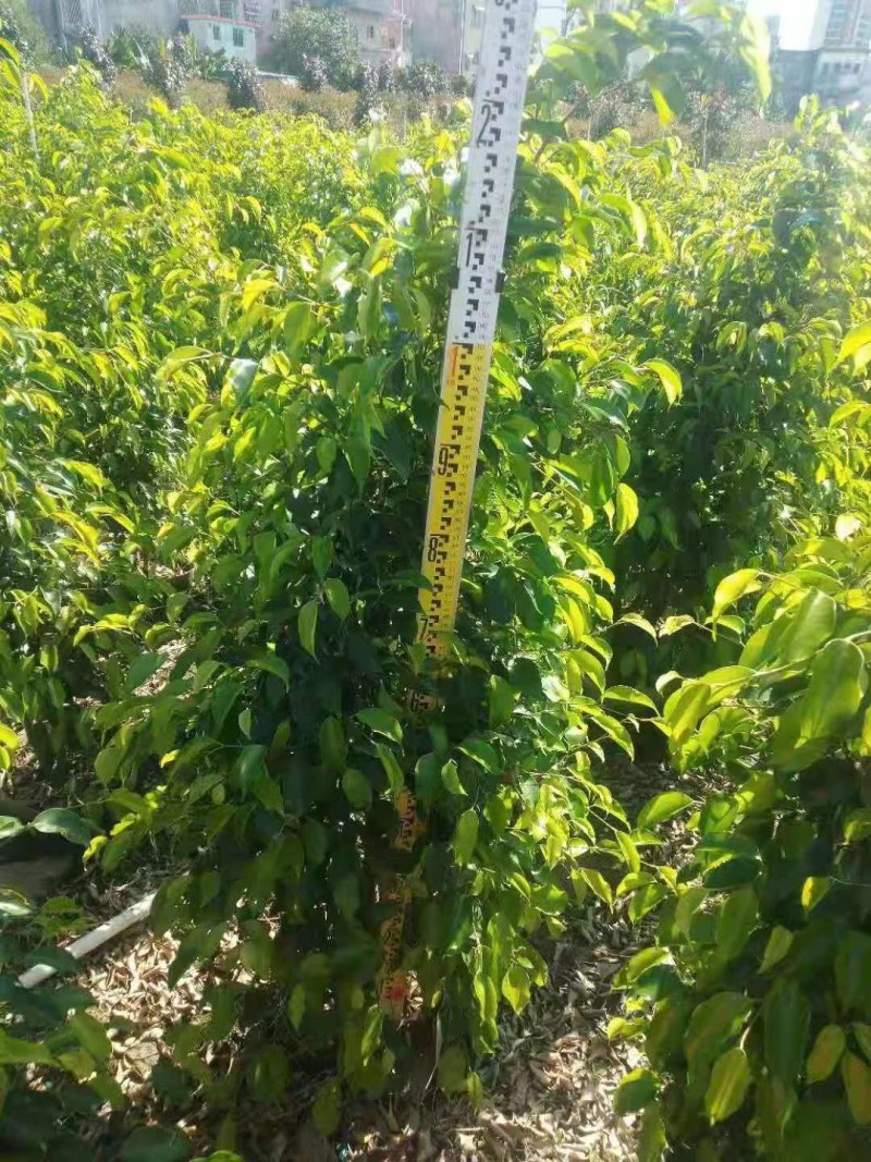 高度1米～3米高垂叶榕各种规格基地大量现货