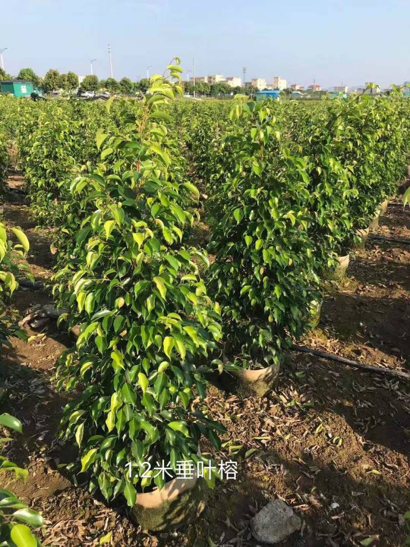 高度1米～3米高垂叶榕各种规格基地大量现货
