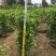 高度1米～3米高垂叶榕各种规格基地大量现货