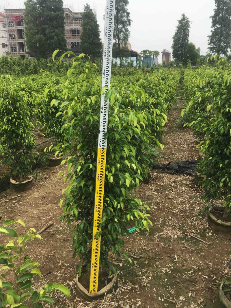 高度1米～3米高垂叶榕各种规格基地大量现货