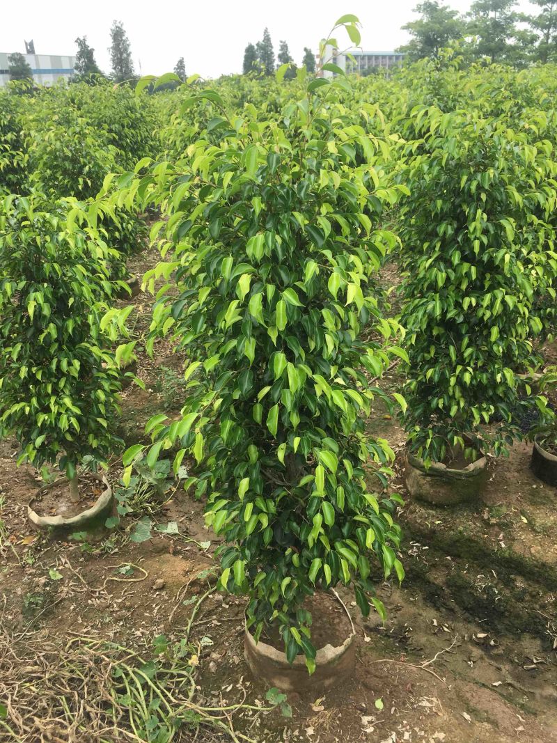 高度1米～3米高垂叶榕各种规格基地大量现货
