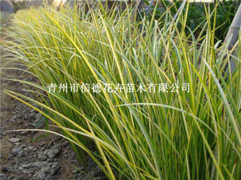 金叶石菖蒲，大量有货，基地直发，一手货源