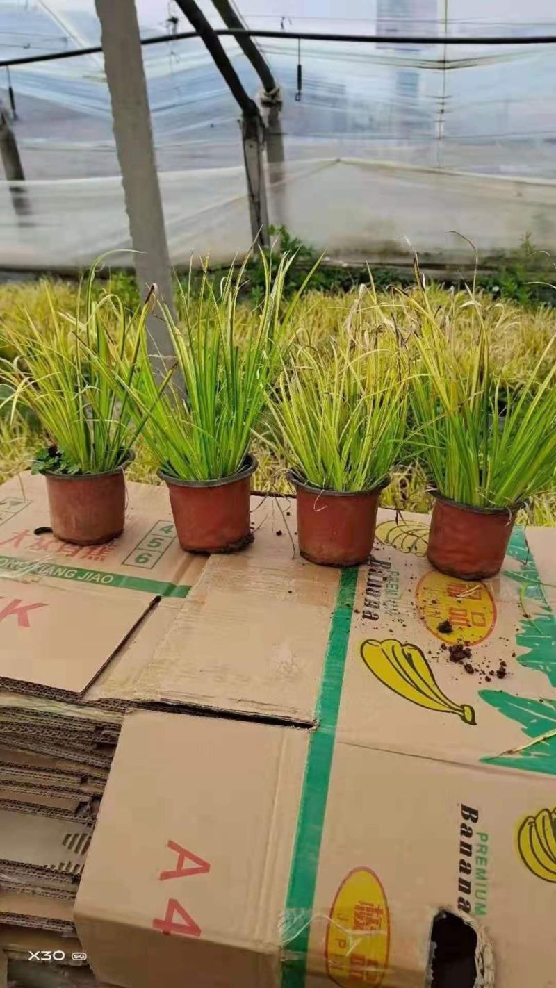 金叶石菖蒲，大量有货，基地直发，一手货源
