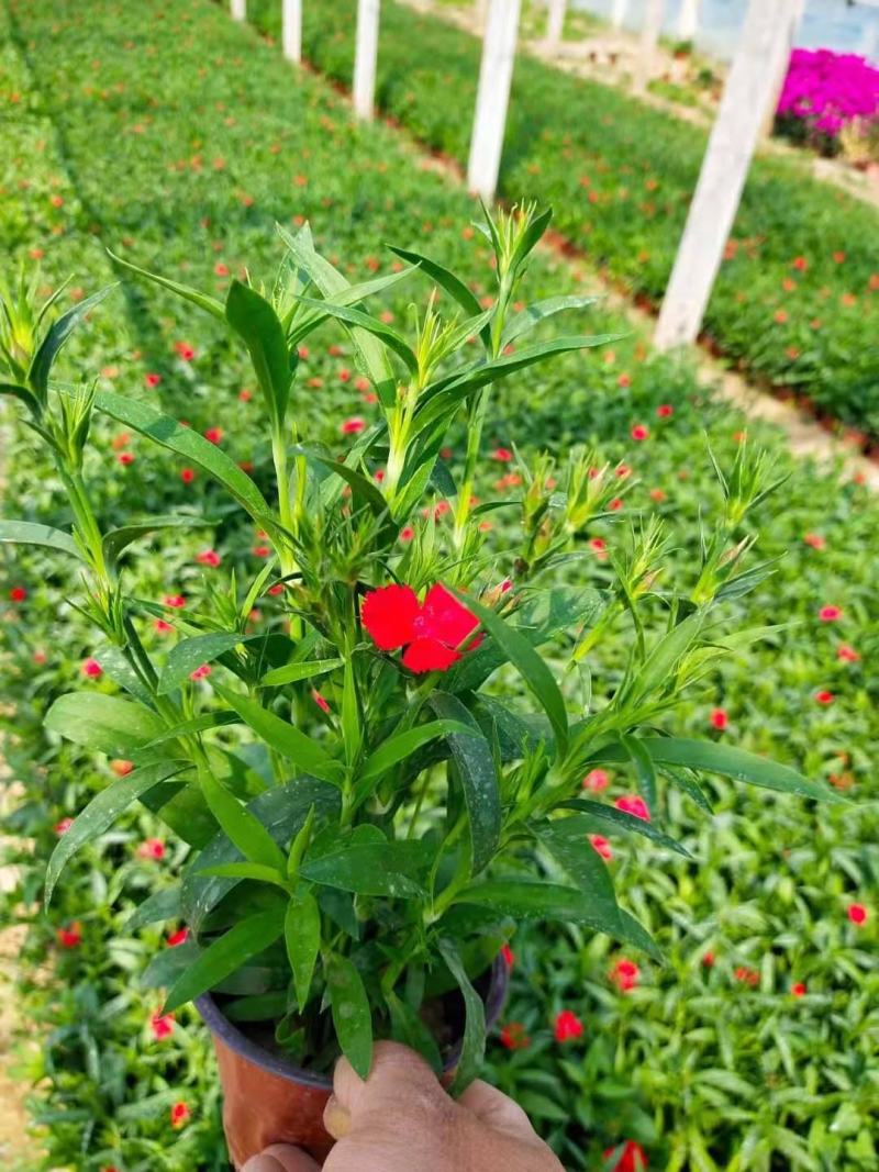 杂交石竹，美国石竹，花色多样，规格齐全，一手货源