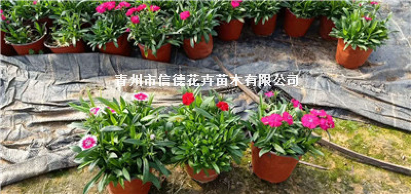美国石竹，规格齐全，一手货源，大量有货，基地直发