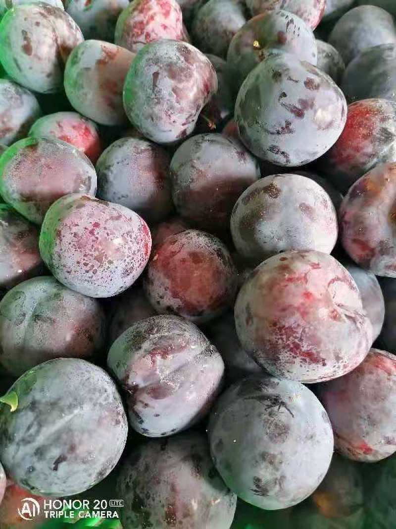 汉源黑布林，个大肉多壶小，量大，中要的老板联系