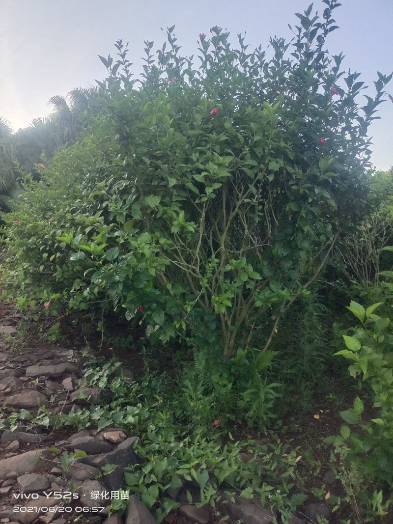 大量现货，5万待售