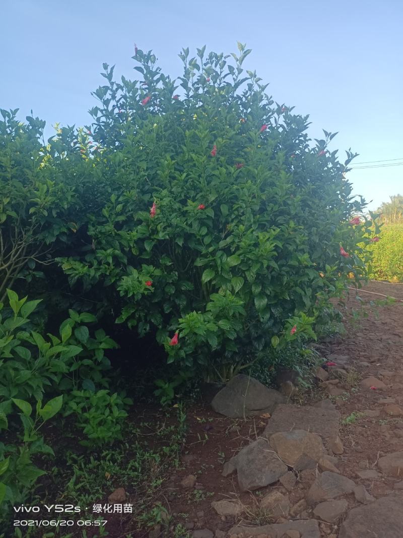 大量现货，5万待售
