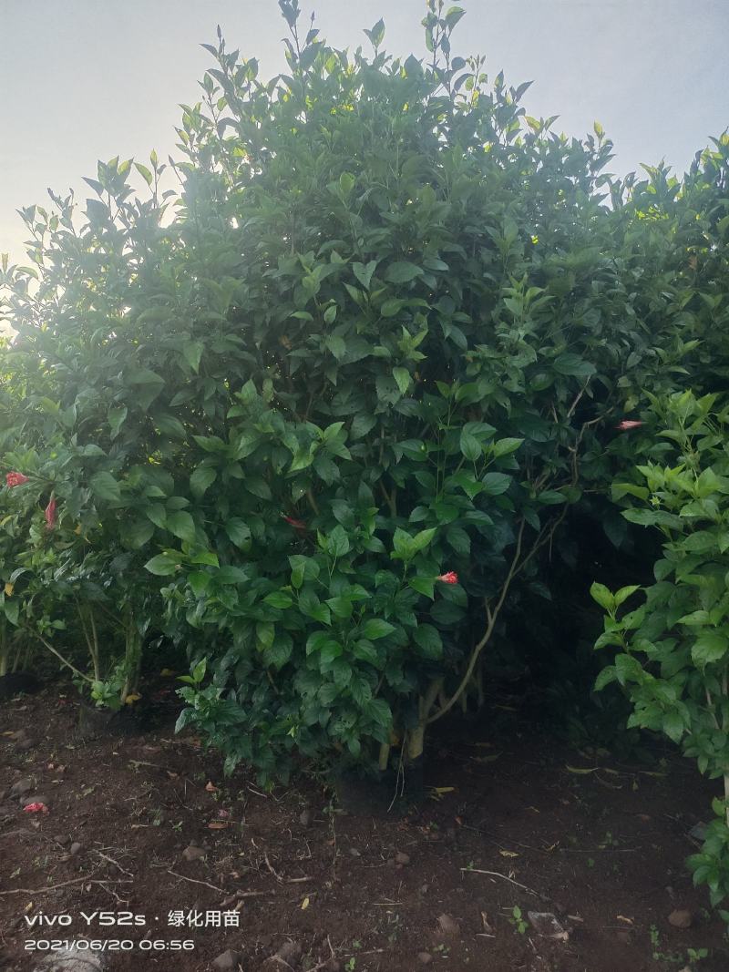大量现货，5万待售